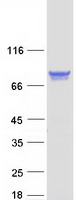 PPM1G Protein - Purified recombinant protein PPM1G was analyzed by SDS-PAGE gel and Coomassie Blue Staining