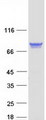 PPM1G Protein - Purified recombinant protein PPM1G was analyzed by SDS-PAGE gel and Coomassie Blue Staining