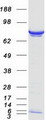 PPM1G Protein - Purified recombinant protein PPM1G was analyzed by SDS-PAGE gel and Coomassie Blue Staining