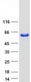 PPM1H Protein - Purified recombinant protein PPM1H was analyzed by SDS-PAGE gel and Coomassie Blue Staining