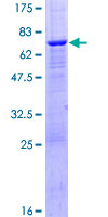 PPM1K Protein - 12.5% SDS-PAGE of human PPM1K stained with Coomassie Blue