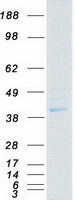 PPM1K Protein - Purified recombinant protein PPM1K was analyzed by SDS-PAGE gel and Coomassie Blue Staining