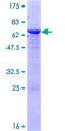 PPM1L Protein - 12.5% SDS-PAGE of human PPM1L stained with Coomassie Blue