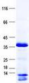 PPM1M Protein