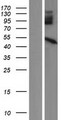 PPM1N Protein - Western validation with an anti-DDK antibody * L: Control HEK293 lysate R: Over-expression lysate