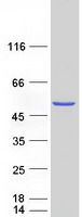 PPOX Protein - Purified recombinant protein PPOX was analyzed by SDS-PAGE gel and Coomassie Blue Staining