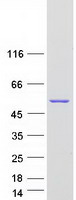 PPOX Protein - Purified recombinant protein PPOX was analyzed by SDS-PAGE gel and Coomassie Blue Staining