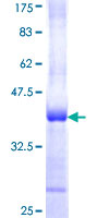 PPP1CA / PP1-Alpha Protein - 12.5% SDS-PAGE Stained with Coomassie Blue.