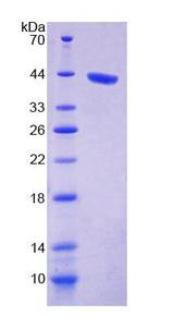 PPP1CA / PP1-Alpha Protein - Recombinant Protein Phosphatase 1, Catalytic Subunit Alpha Isoform By SDS-PAGE