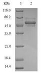 PPP1CB Protein - (Tris-Glycine gel) Discontinuous SDS-PAGE (reduced) with 5% enrichment gel and 15% separation gel.