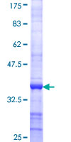 PPP1CB Protein - 12.5% SDS-PAGE Stained with Coomassie Blue.