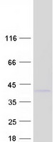 PPP1CB Protein - Purified recombinant protein PPP1CB was analyzed by SDS-PAGE gel and Coomassie Blue Staining
