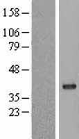 PPP1CC / PP1 Gamma Protein - Western validation with an anti-DDK antibody * L: Control HEK293 lysate R: Over-expression lysate