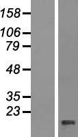 PPP1R11 Protein - Western validation with an anti-DDK antibody * L: Control HEK293 lysate R: Over-expression lysate