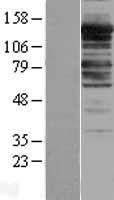 PPP1R12A / MYPT1 Protein - Western validation with an anti-DDK antibody * L: Control HEK293 lysate R: Over-expression lysate