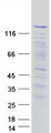 PPP1R12A / MYPT1 Protein - Purified recombinant protein PPP1R12A was analyzed by SDS-PAGE gel and Coomassie Blue Staining