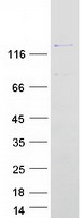 PPP1R12A / MYPT1 Protein - Purified recombinant protein PPP1R12A was analyzed by SDS-PAGE gel and Coomassie Blue Staining