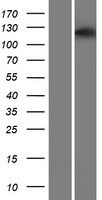 PPP1R13B Protein - Western validation with an anti-DDK antibody * L: Control HEK293 lysate R: Over-expression lysate