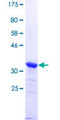 PPP1R13B Protein - 12.5% SDS-PAGE Stained with Coomassie Blue.