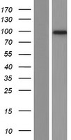 PPP1R13L / iASPP Protein - Western validation with an anti-DDK antibody * L: Control HEK293 lysate R: Over-expression lysate