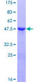 PPP1R14C / KEPI Protein - 12.5% SDS-PAGE of human PPP1R14C stained with Coomassie Blue
