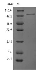 PPP1R15A / GADD34 Protein - (Tris-Glycine gel) Discontinuous SDS-PAGE (reduced) with 5% enrichment gel and 15% separation gel.