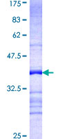 PPP1R15A / GADD34 Protein - 12.5% SDS-PAGE Stained with Coomassie Blue.