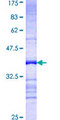 PPP1R15A / GADD34 Protein - 12.5% SDS-PAGE Stained with Coomassie Blue.