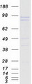 PPP1R15A / GADD34 Protein - Purified recombinant protein PPP1R15A was analyzed by SDS-PAGE gel and Coomassie Blue Staining