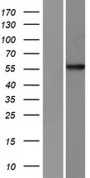PPP1R16A Protein - Western validation with an anti-DDK antibody * L: Control HEK293 lysate R: Over-expression lysate
