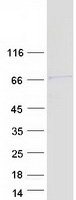 PPP1R16A Protein - Purified recombinant protein PPP1R16A was analyzed by SDS-PAGE gel and Coomassie Blue Staining