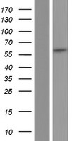 PPP1R16B Protein - Western validation with an anti-DDK antibody * L: Control HEK293 lysate R: Over-expression lysate