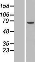PPP1R16B Protein - Western validation with an anti-DDK antibody * L: Control HEK293 lysate R: Over-expression lysate