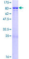 PPP1R16B Protein - 12.5% SDS-PAGE of human PPP1R16B stained with Coomassie Blue