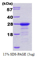 PPP1R1A / IPP1 Protein