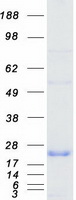 PPP1R1A / IPP1 Protein - Purified recombinant protein PPP1R1A was analyzed by SDS-PAGE gel and Coomassie Blue Staining