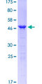 PPP1R1B / DARPP-32 Protein - 12.5% SDS-PAGE of human PPP1R1B stained with Coomassie Blue