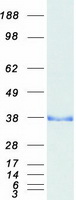 PPP1R1B / DARPP-32 Protein - Purified recombinant protein PPP1R1B was analyzed by SDS-PAGE gel and Coomassie Blue Staining