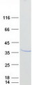 PPP1R1B / DARPP-32 Protein - Purified recombinant protein PPP1R1B was analyzed by SDS-PAGE gel and Coomassie Blue Staining