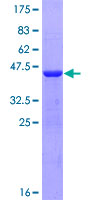 PPP1R1C Protein - 12.5% SDS-PAGE of human PPP1R1C stained with Coomassie Blue
