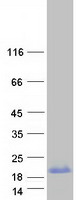 PPP1R1C Protein - Purified recombinant protein PPP1R1C was analyzed by SDS-PAGE gel and Coomassie Blue Staining