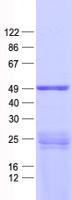 PPP1R36 / C14orf50 Protein