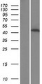PPP1R3G Protein - Western validation with an anti-DDK antibody * L: Control HEK293 lysate R: Over-expression lysate