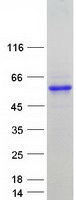 PPP1R3G Protein - Purified recombinant protein PPP1R3G was analyzed by SDS-PAGE gel and Coomassie Blue Staining