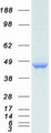 PPP1R7 Protein - Purified recombinant protein PPP1R7 was analyzed by SDS-PAGE gel and Coomassie Blue Staining