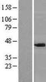 PPP1R8 / Rnase E Protein - Western validation with an anti-DDK antibody * L: Control HEK293 lysate R: Over-expression lysate
