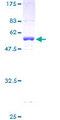 PPP1R8 / Rnase E Protein - 12.5% SDS-PAGE of human PPP1R8 stained with Coomassie Blue