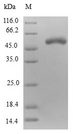PPP1R8 / Rnase E Protein - (Tris-Glycine gel) Discontinuous SDS-PAGE (reduced) with 5% enrichment gel and 15% separation gel.