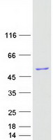 PPP1R8 / Rnase E Protein - Purified recombinant protein PPP1R8 was analyzed by SDS-PAGE gel and Coomassie Blue Staining