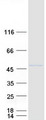 PPP1R8 / Rnase E Protein - Purified recombinant protein PPP1R8 was analyzed by SDS-PAGE gel and Coomassie Blue Staining